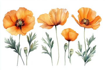 A watercolor illustration of vibrant orange poppy flowers with green leaves.