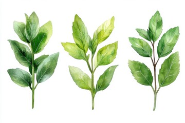 Obraz premium Watercolor illustration of three types of green leaves.