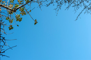 Tree branches without leaves on a blue sky background.Autumn tree branches without leaves against a clear blue sky.Natural pattern with copy space.