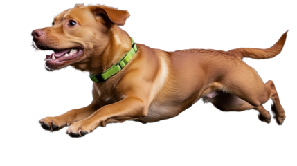 Energetic dog jumping in mid-air with transparent background