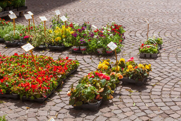Bunte Blumen in Blumentöpfen auf einem Blumenmarkt stehend, Deutschland