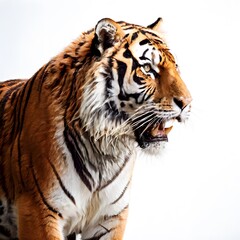 Fototapeta premium beautiful animal in a studio isolated wild life