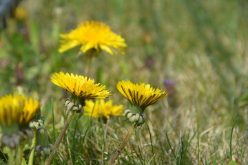 Löwenzahn, Blumenwiese