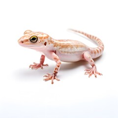 beautiful animal in a studio isolated wild life