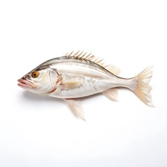 Naklejka premium beautiful animal in a studio isolated wild life