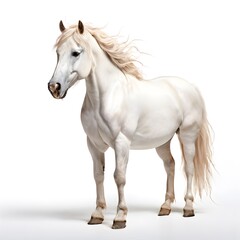 Obraz premium beautiful animal in a studio isolated wild life