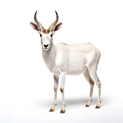 Fototapeta premium beautiful animal in a studio isolated wild life