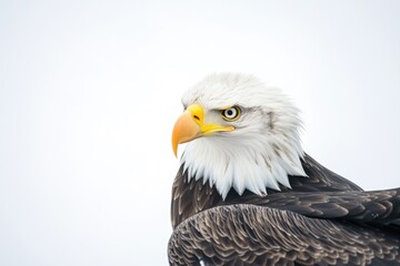 Fototapeta premium A close-up view of a bird of prey's face, with sharp talons and piercing gaze
