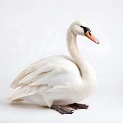 Obraz premium beautiful animal in a studio isolated wild life