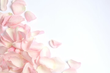 Fototapeta premium Pink rose petals on a white background