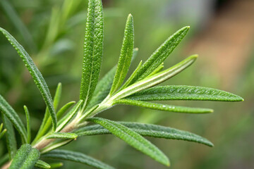 Close-up of a single rosemary leaf with visible texture
