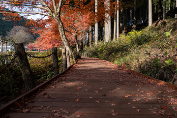 モネの池