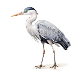 Fototapeta premium beautiful animal in a studio isolated wild life