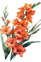 A bunch of orange gladiolus flowers, in the style of a clipart illustration, on a white background