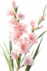 A bouquet of pink gladiolus flowers, in the style of a clipart illustration