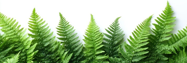 Lush Green Fern Fronds Border on White Background Nature Photography for Design and Decoration