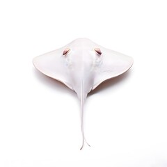 beautiful animal in a studio isolated wild life