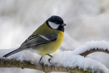 Great tit in the snow