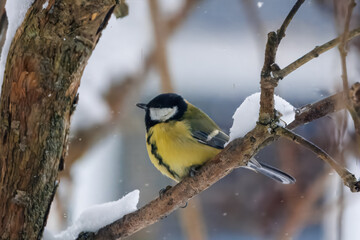 Naklejka premium Great tit