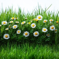 Vibrant Spring Meadow Close-up of Daisies Blooming in Lush Green Grass - Nature Photography