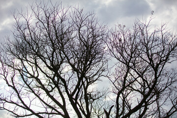 Bare tree branches, cloudy sky background, deciduous plants in African savannah