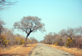 Asphalt road in African savannah landscape, Chobe national park, Botswana,