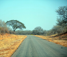 Fototapeta premium Asphalt road in African savannah landscape, Chobe national park, Botswana,