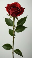 red rose isolated on white background