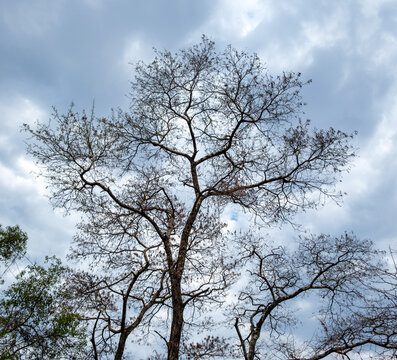 Bare tree branches, cloudy sky background, deciduous plants in African savannah - Powered by Adobe