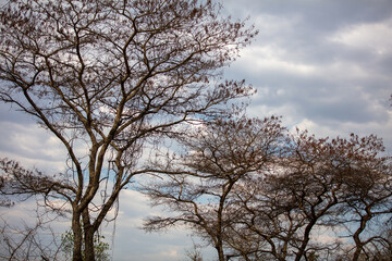 Bare tree branches, cloudy sky background, deciduous plants in African savannah