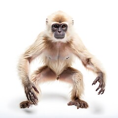 Obraz premium beautiful animal in a studio isolated wild life