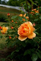 A pastel orange rose nestled among lush greenery and budding companions