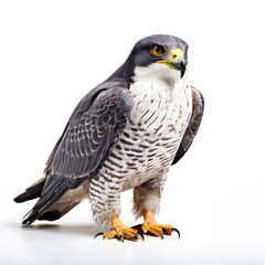 Fototapeta premium beautiful animal in a studio isolated wild life