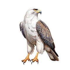 Fototapeta premium beautiful animal in a studio isolated wild life