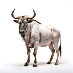 beautiful animal in a studio isolated wild life