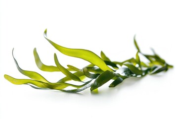 Fototapeta premium A bunch of seaweed sits on top of a white surface, perfect for marine-themed designs or illustrations