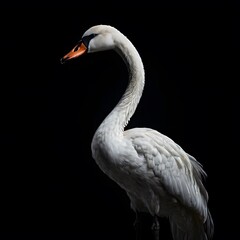 Fototapeta premium beautiful animal in a studio isolated on black wild life