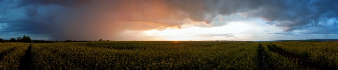 A panorama of golden rapeseed. Rain cloud over the yellow flowers of cultivated canola fields...