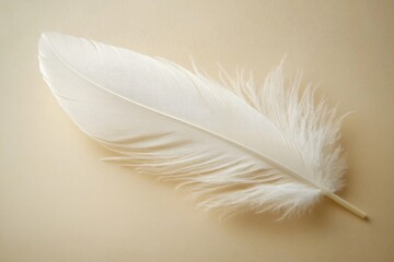 Obraz premium A single white feather lying flat on a table surface