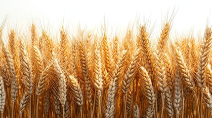 Golden Wheat Field Close-up Panorama of Ripe Wheat Stalks Against White Background - Harvest, Agriculture, and Nature Photography