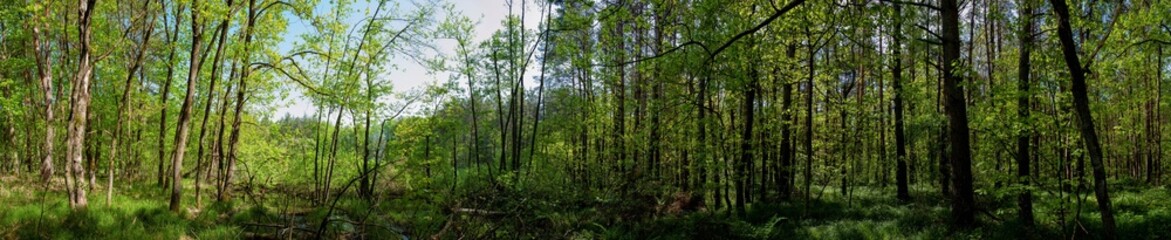 Spring forest and field on a background of blue sky