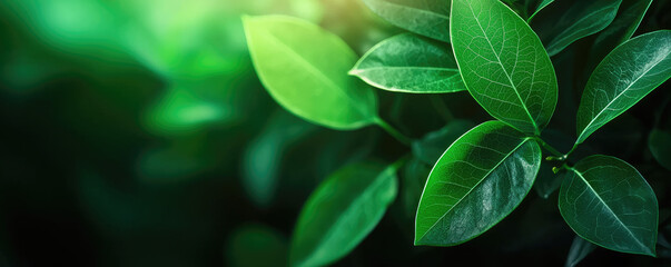 Close-up of lush green leaves highlighting their vibrant textures and natural beauty.