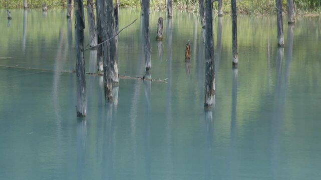 The scenic beauty of Blue Pond in Furano, Japan