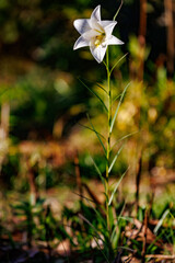 晩秋、陽だまりの白いゆり