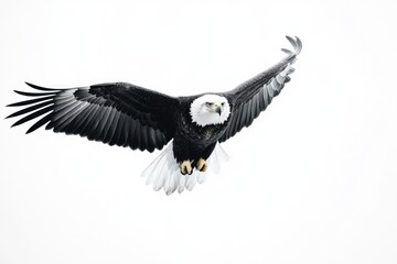 Fototapeta premium A bald eagle soaring through the sky with its wings outstretched