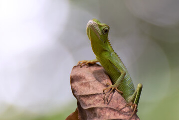 Maned Forest Lizard on a tree branch