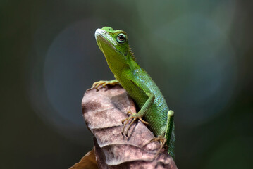 Maned Forest Lizard on a tree branch
