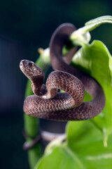 a snail-eating snake was curled up among the branches of a tree