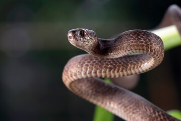 a snail-eating snake was curled up among the branches of a tree