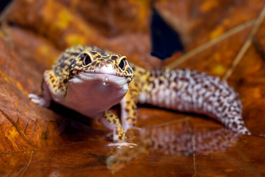 a leopard gecko among the leaf litter - Powered by Adobe